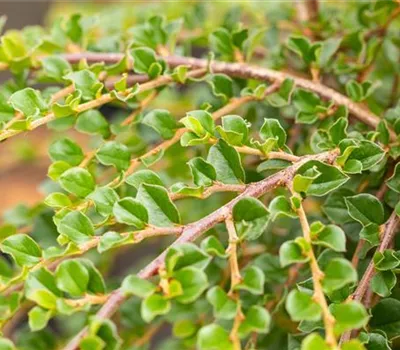 Cotoneaster apiculatus "Blackburn"