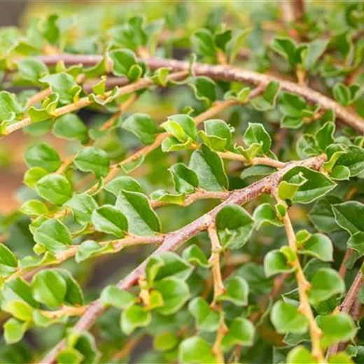 Cotoneaster apiculatus "Blackburn" Cotoneaster apiculatus "Blackburn"