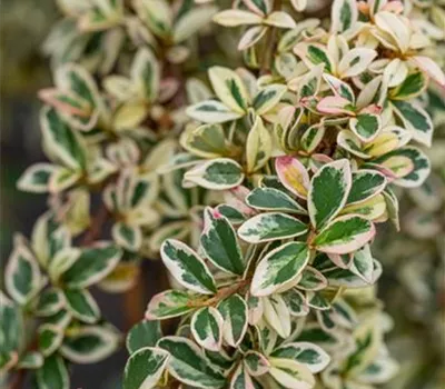Cotoneaster dammeri 'Juliette'