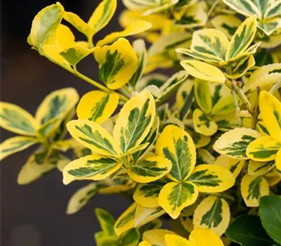 Euonymus fortunei 'Emerald'n Gold' Euonymus fortunei 'Emerald'n Gold'