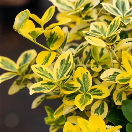 Euonymus fortunei 'Emerald'n Gold'