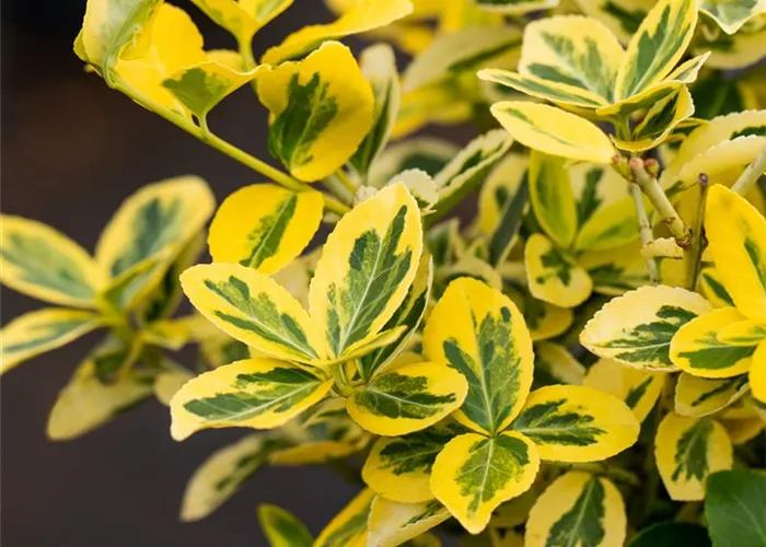 Euonymus fortunei 'Emerald'n Gold'