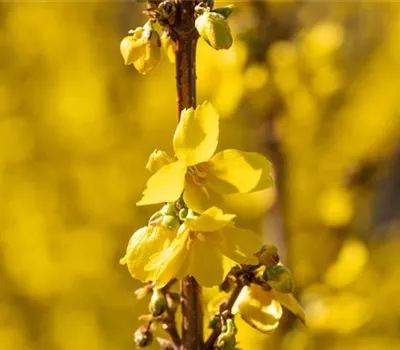 Forsythia intermedia 'Goldrausch' Forsythia intermedia 'Goldrausch'