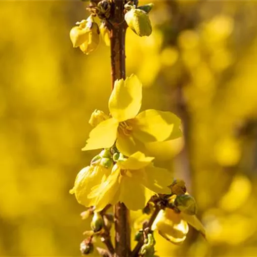 Forsythia intermedia 'Goldrausch'