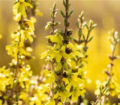 Forsythia intermedia 'Mikador' Forsythia intermedia 'Mikador'