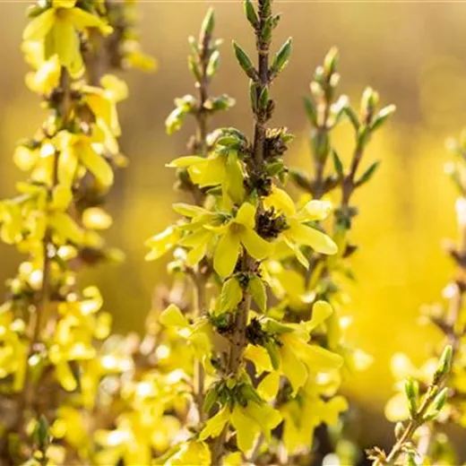 Forsythia intermedia 'Mikador' Forsythia intermedia 'Mikador'
