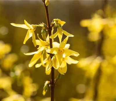 Forsythia intermedia 'Spectabilis'