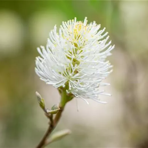 Fothergilla major Fothergilla major
