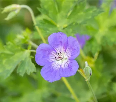 Geranium wallichianum 'Rozanne' -R- Geranium wallichianum 'Rozanne' -R-