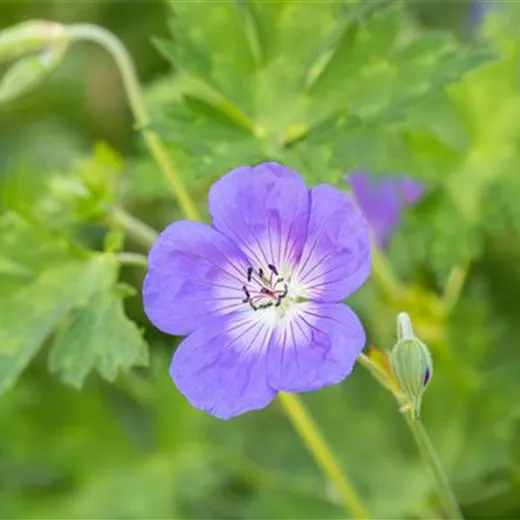 Geranium wallichianum 'Rozanne' -R-