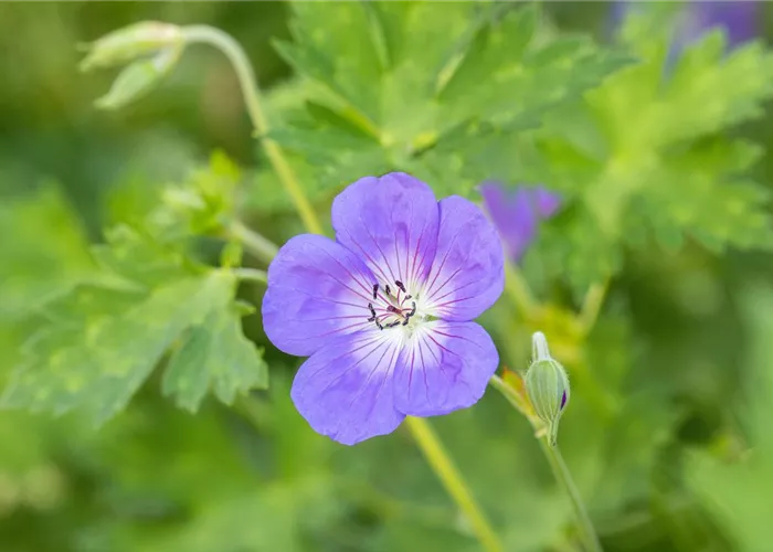 Geranium wallichianum 'Rozanne' -R-