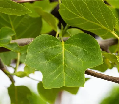 Liriodendron tulipifera 'Edward Gursztyn'