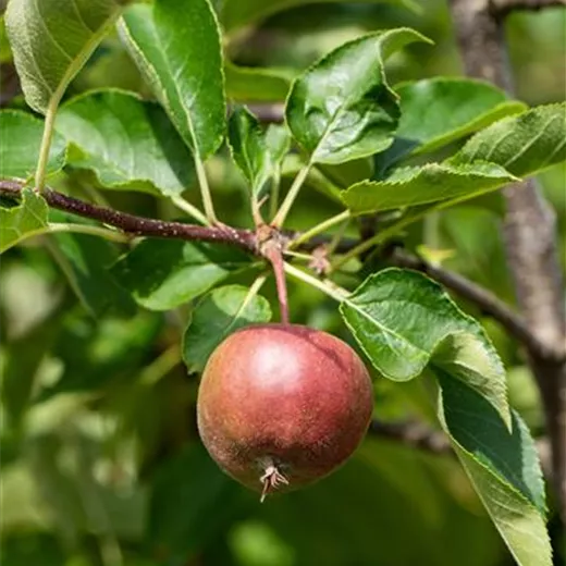 Malus 'Sirius' -S- CAC Malus 'Sirius' -S- CAC