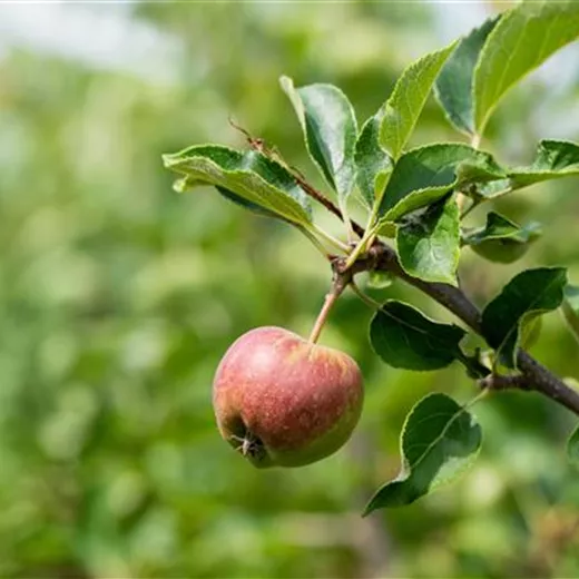Malus 'Geheimrat Dr. Oldenburg' CAC Malus 'Geheimrat Dr. Oldenburg' CAC