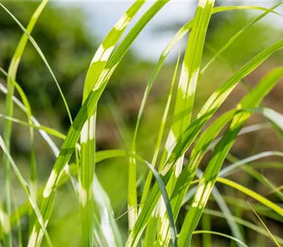 Miscanthus sinensis 'Zebrinus'