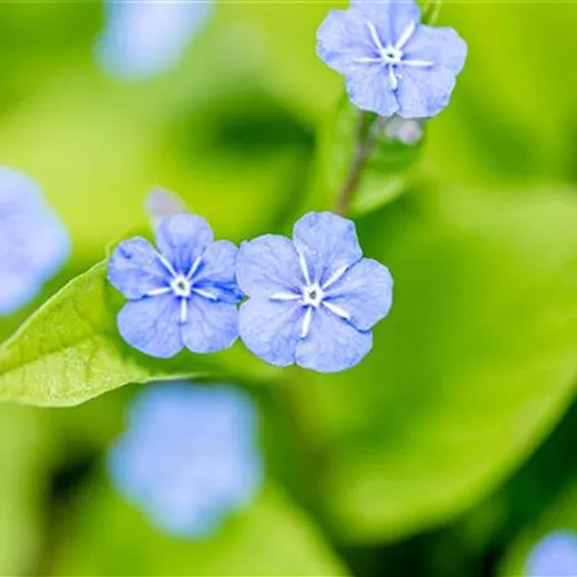 Omphalodes verna