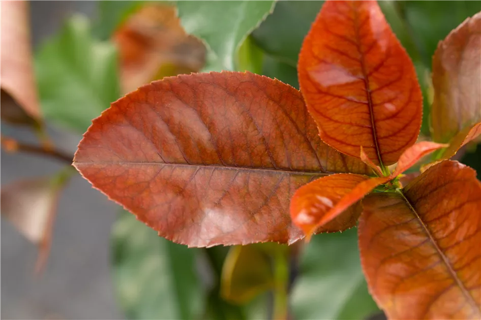 Photinia fraseri 'Red Robin'