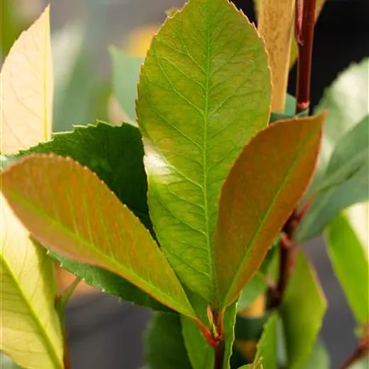 Photinia fraseri 'Red Robin'