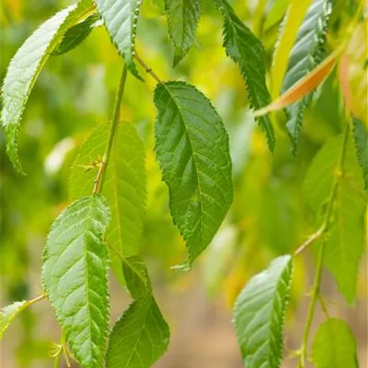 Prunus serrulata 'Kiku-shidare-zakura'