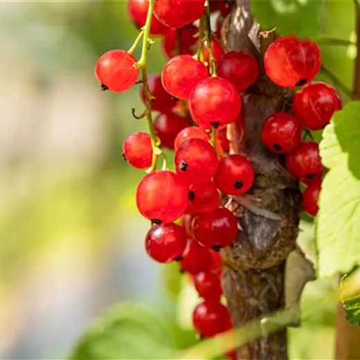 Ribes rubrum 'Jonkheer van Tets' CAC