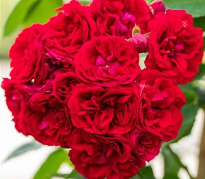 Rosa 'Chevy Chase' KL Rosa 'Chevy Chase' KL