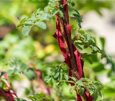 Rosa omeiensis pteracantha STR