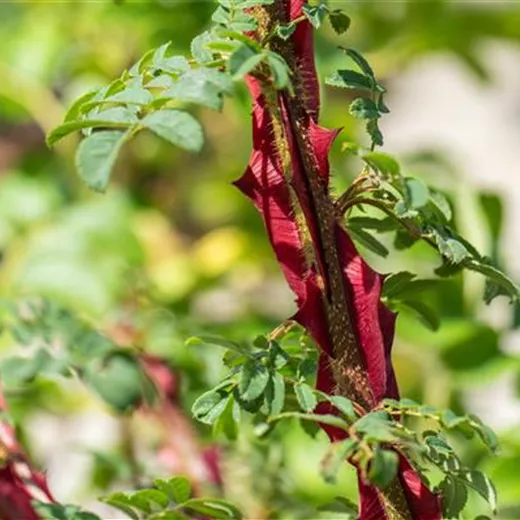 Rosa omeiensis pteracantha STR Rosa omeiensis pteracantha STR