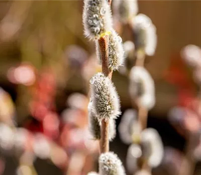 Salix caprea Salix caprea