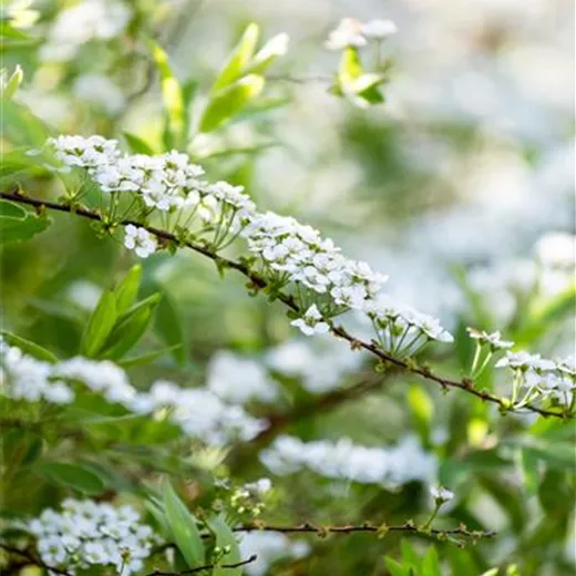 Spiraea arguta Spiraea arguta