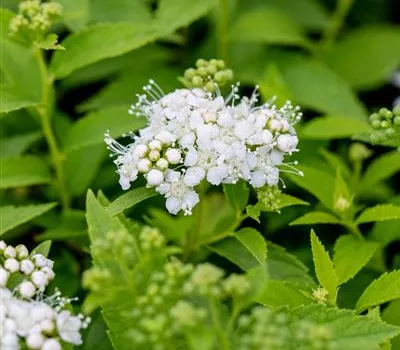 Spiraea japonica 'Albiflora' Spiraea japonica 'Albiflora'