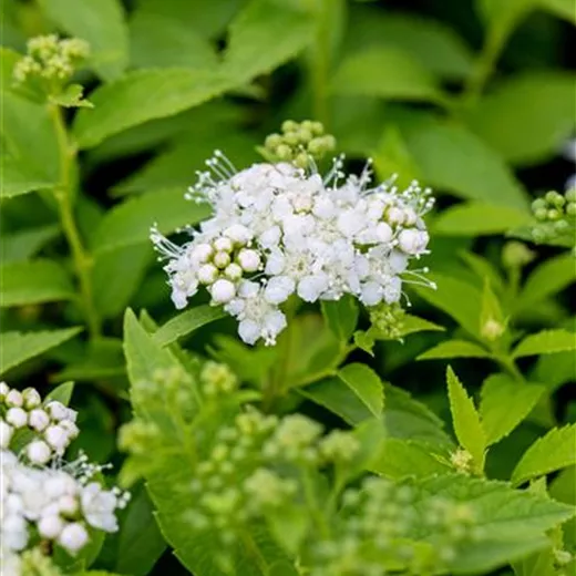 Spiraea japonica 'Albiflora'