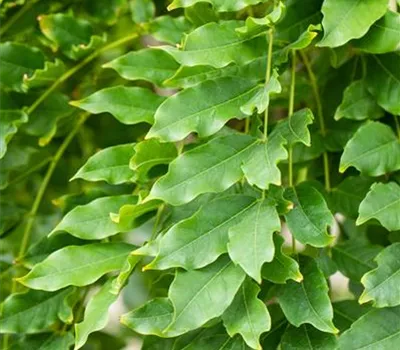 Wisteria floribunda 'Macrobotrys'