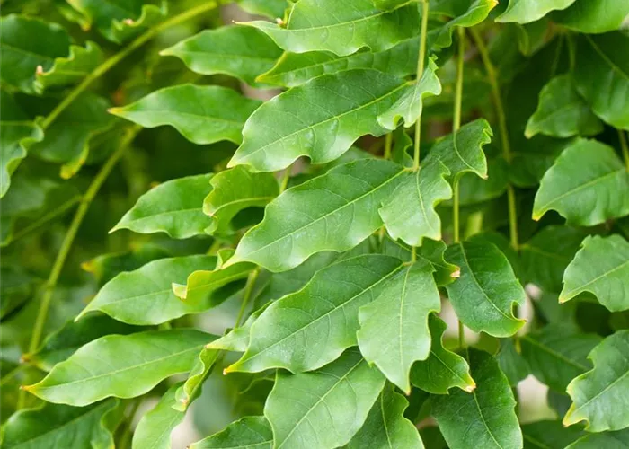 Wisteria floribunda 'Macrobotrys'