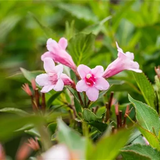 Weigela florida Weigela florida