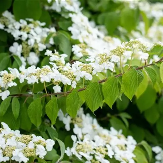 Viburnum plicatum 'Mariesii'