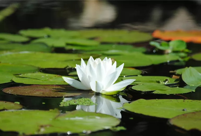 Nymphaea alba Nymphaea alba