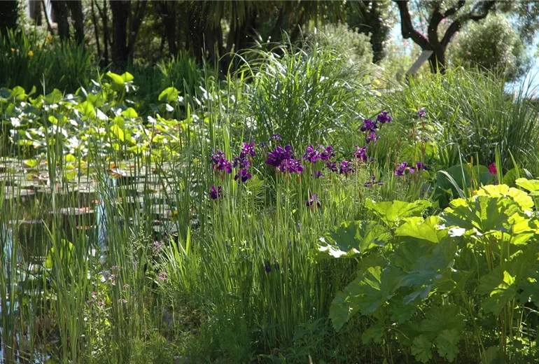 Iris setosa Iris setosa