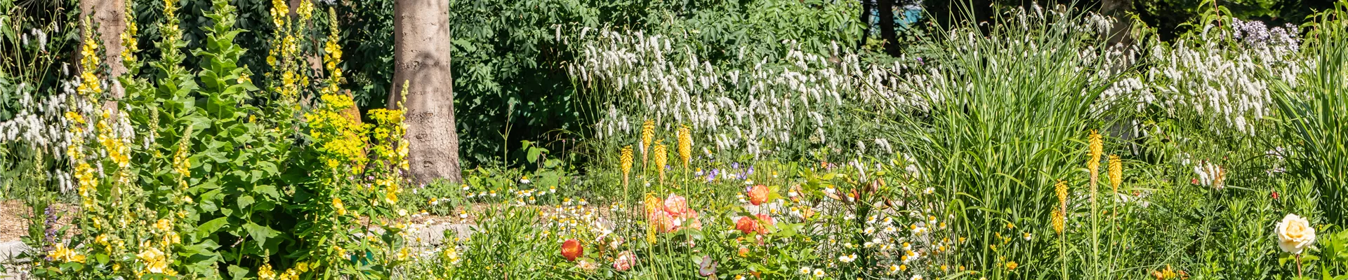 Teichpflanzen Teichpflanzen