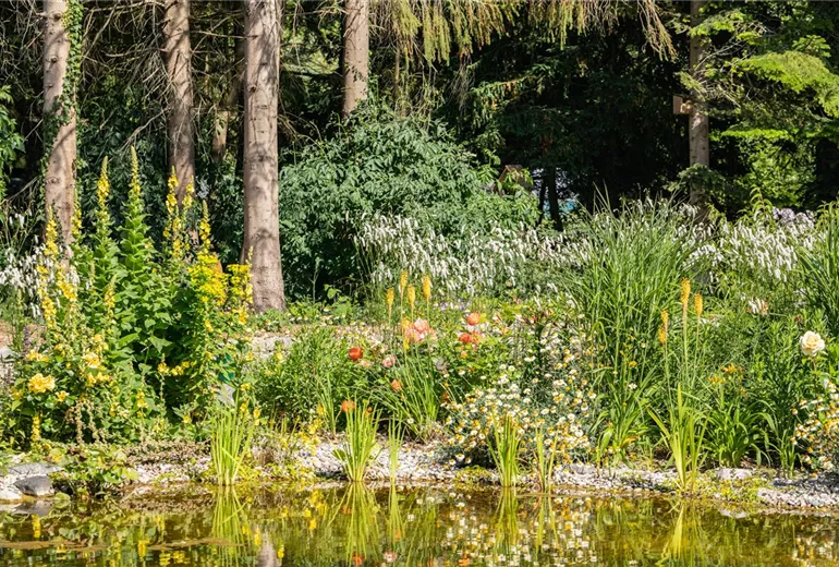 Teichpflanzen Teichpflanzen