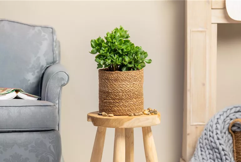 Crassula arborescens ssp. undulatifolia