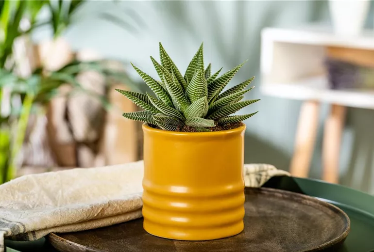 Haworthia 'Spider White'