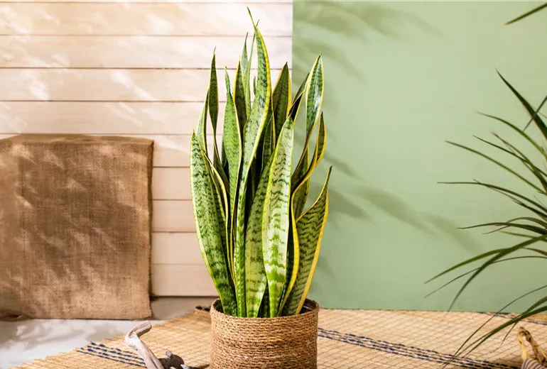 Sansevieria trifasciata 'Futura Superba'