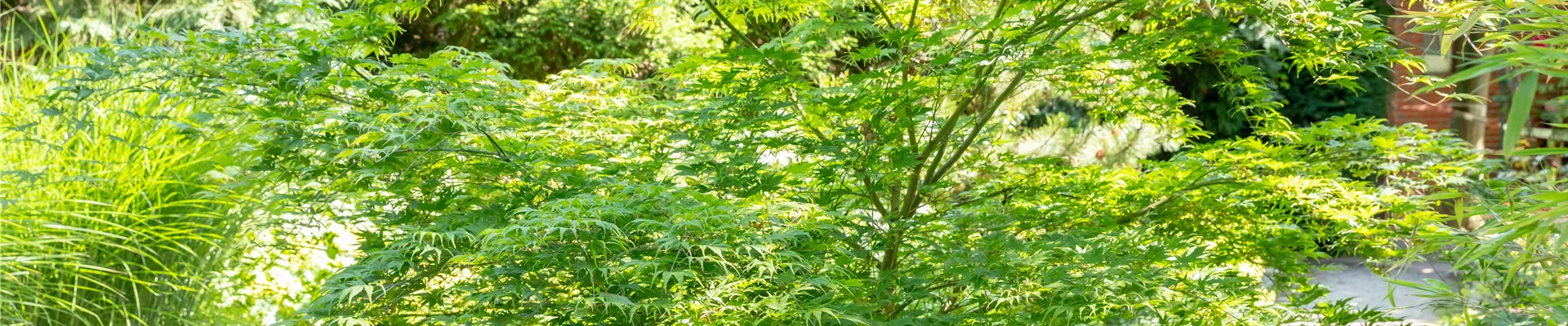 Acer palmatum Acer palmatum