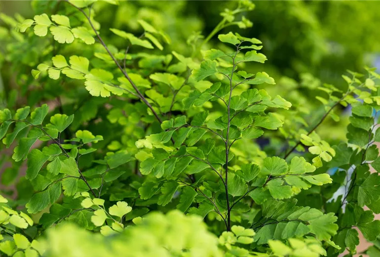 Adiantum raddianum Adiantum raddianum