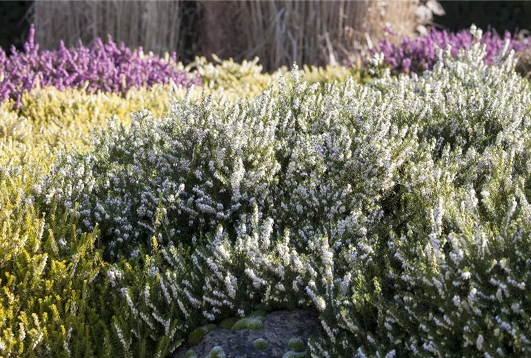 Erica darleyensis Erica darleyensis