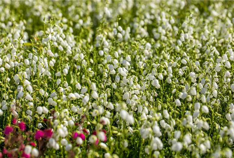 Daboecia cantabrica 'Alberta White' Daboecia cantabrica 'Alberta White'