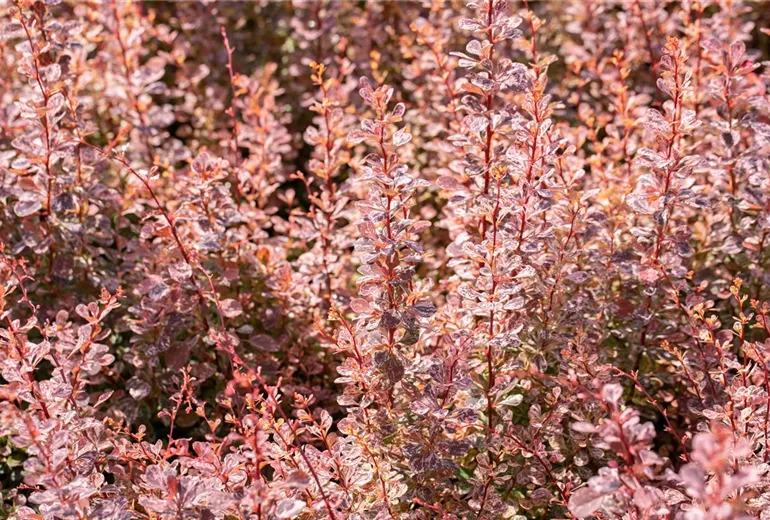 Berberis thunbergii 'Inspiration' Berberis thunbergii 'Inspiration'