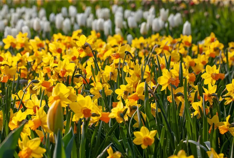 Narcissus pseudonarcissus