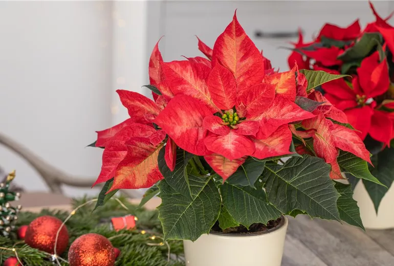 Euphorbia pulcherrima 'Christmas Beauty Princess' Euphorbia pulcherrima 'Christmas Beauty Princess'