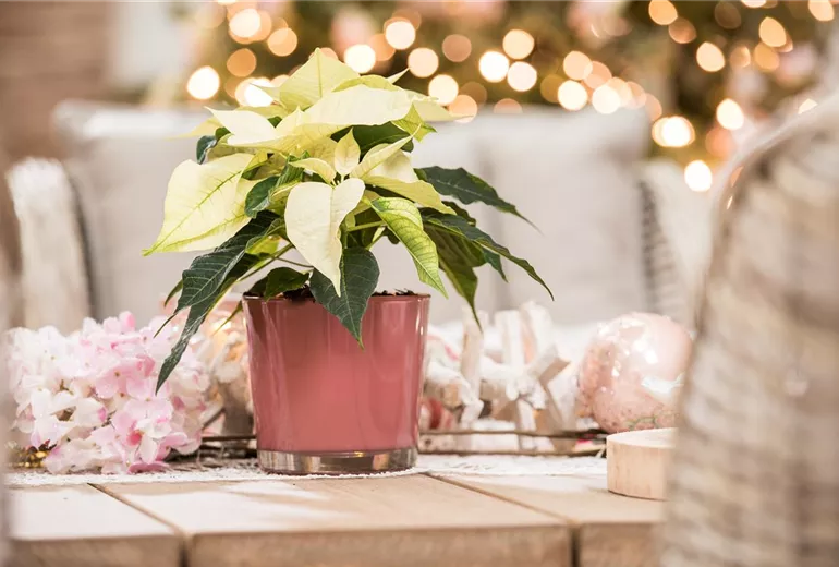 Euphorbia pulcherrima, weiß Euphorbia pulcherrima, weiß